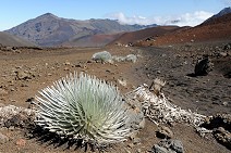 Silversword - grows only on this place